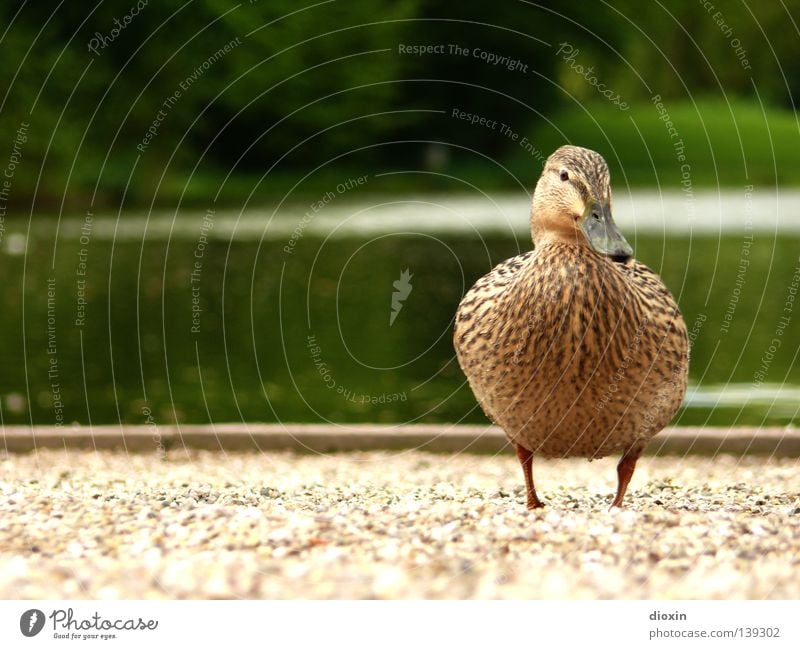 Duckwalk Stockente Vogel See Teich Kies Hausente Badeente Daunen Schnabel Erpel watscheln Garten Park Ente Anatinae Wasservogel Gänsevögel Wildente Schwimmente