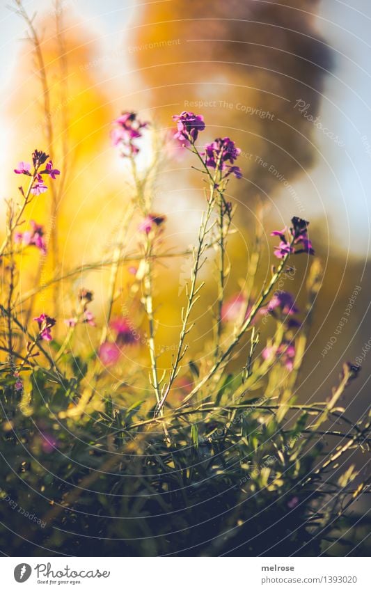 Herbstblütenwolke Stil Design Natur Pflanze Himmel Schönes Wetter Blume Sträucher Wildpflanze Blütenstauden Unkraut Garten Feld Herbstzeit herbstlich