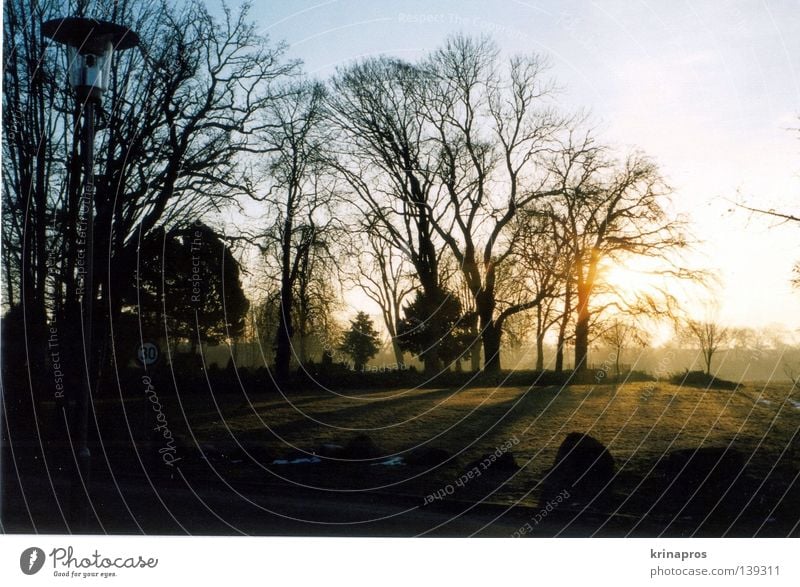 ...als wäre nichts passiert schön Sonnenlicht Physik Trauer Friedhof Einsamkeit Morgen dunkel Sonnenstrahlen Licht Grab Baum Außenaufnahme Landschaft Gegenlicht