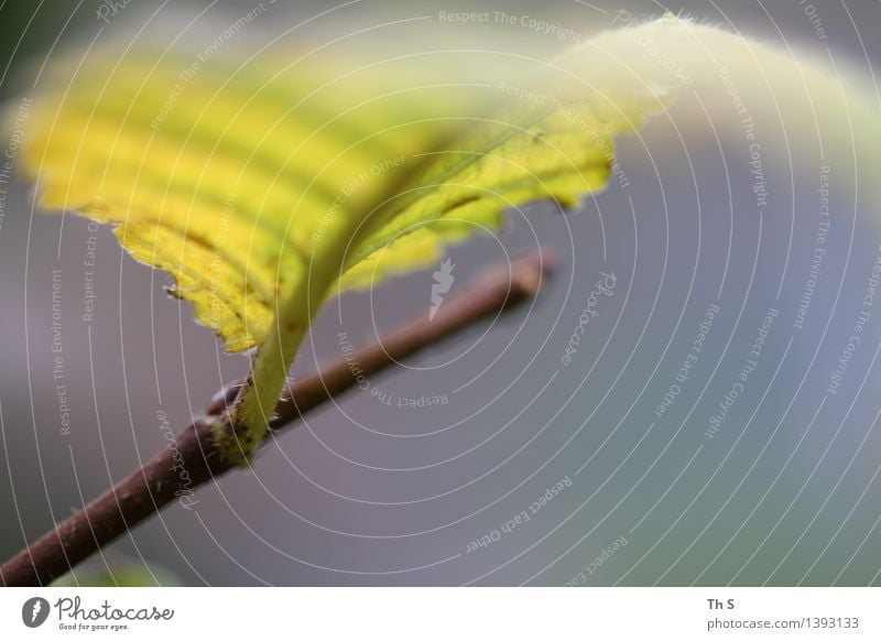 Blatt Natur Pflanze Herbst Bewegung verblüht ästhetisch authentisch einfach elegant natürlich blau braun gelb grau Gelassenheit geduldig ruhig einzigartig