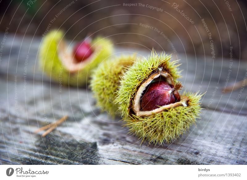 Wildfrüchte Frucht Waldfrucht Ernährung Bioprodukte Natur Herbst Maronen Fruchtstand Samen Holz ästhetisch Gesundheit lecker natürlich positiv stachelig braun