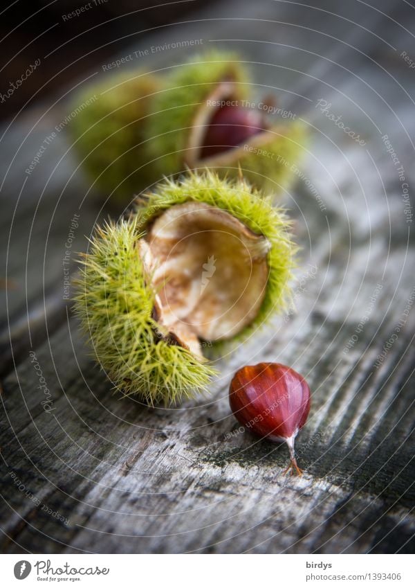 Maronen Frucht Baumfrucht Ernährung Herbst Wildpflanze Samen Kastanie Holz ästhetisch lecker natürlich positiv stachelig braun gelb grau ruhig genießen Natur