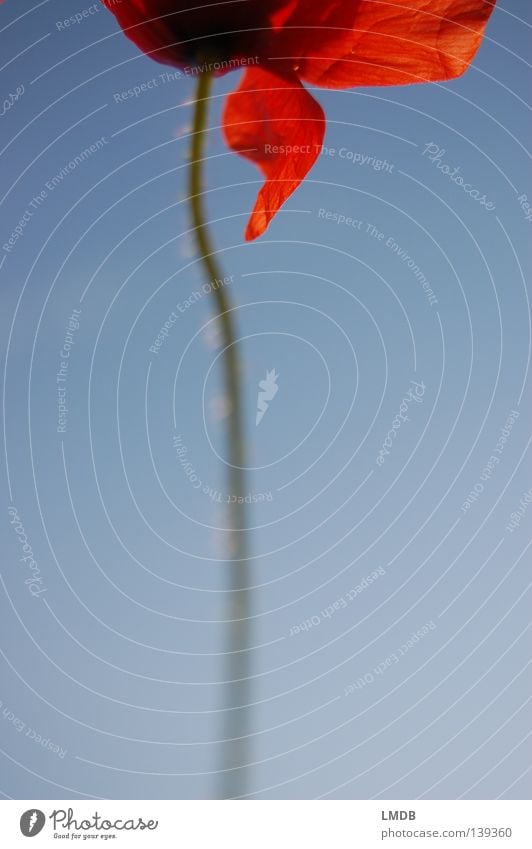 Rot-Blau Blume Blüte Mohn Klatschmohn Stengel rot schwarz zart zerbrechlich Falte Blütenblatt Mohnblüte Pollen Pflanze Blühend Frühling Sommer fein leicht