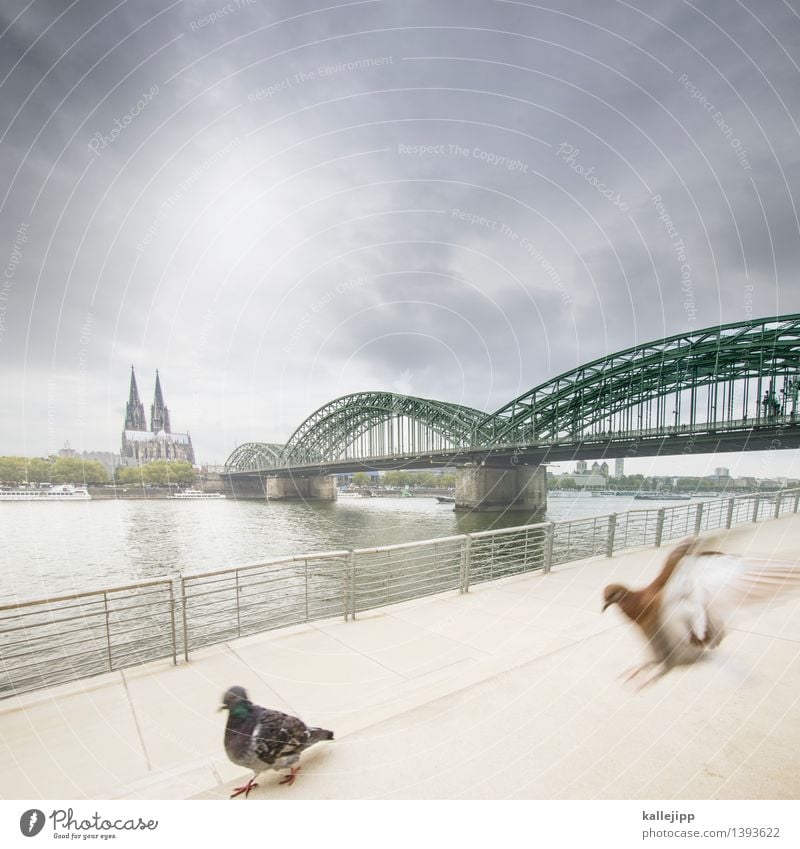 et kütt wie et kütt Flussufer Stadt Stadtzentrum Altstadt Skyline bevölkert Haus Dom Bauwerk Gebäude Architektur Sehenswürdigkeit Wahrzeichen Tier Vogel Flügel