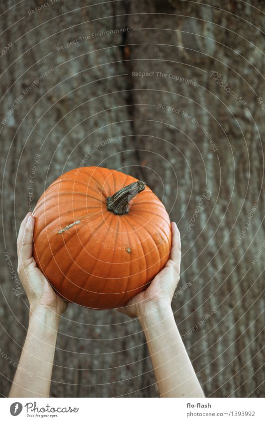 KÜR II Lebensmittel Gemüse Suppe Eintopf Kürbis Pumpkin Ernährung Mittagessen Bioprodukte Vegetarische Ernährung Freude Glück Freizeit & Hobby Erntedankfest