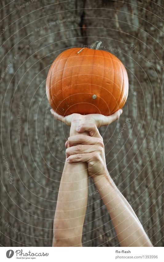 KÜR IIV Lebensmittel Gemüse Kürbis Ernährung Bioprodukte Vegetarische Ernährung Lifestyle Glück Gesundheit Erntedankfest Halloween Handwerker Koch