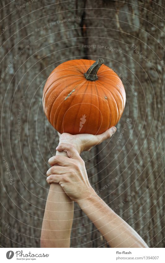 KÜR I Lebensmittel Gemüse Kürbis Pumpkin Ernährung Bioprodukte Vegetarische Ernährung Lifestyle kaufen Oktoberfest Erntedankfest Halloween Kunst Skulptur Herbst