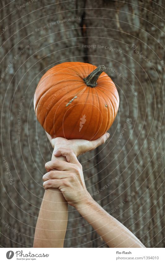 KÜR V Lebensmittel Gemüse Kürbis elegant Stil Feste & Feiern Erntedankfest Halloween Koch Herbst Pflanze Nutzpflanze festhalten tragen orange genießen