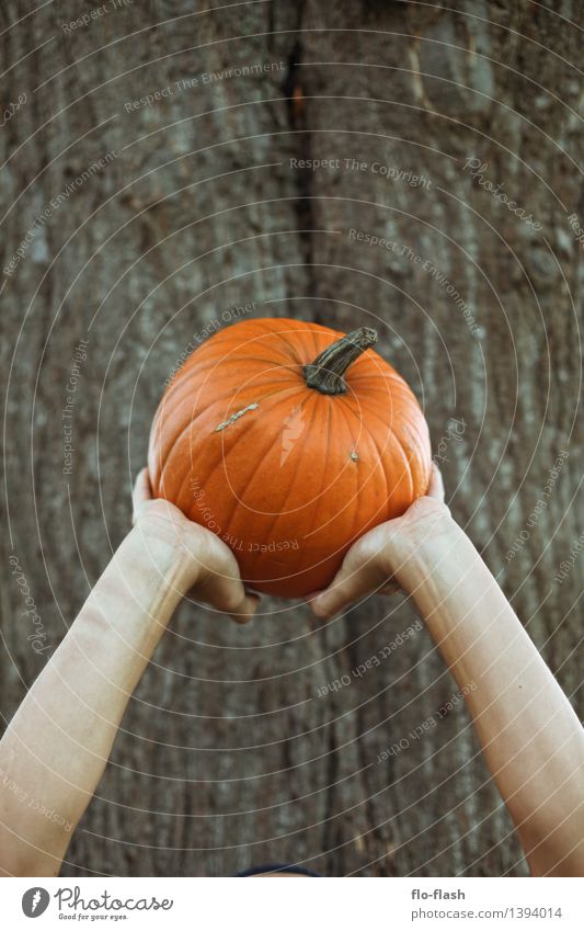 KÜR VI Lebensmittel Kürbis Ernährung Bioprodukte Vegetarische Ernährung Glück Erntedankfest Halloween Ballsport Koch Landwirtschaft Forstwirtschaft Natur Herbst