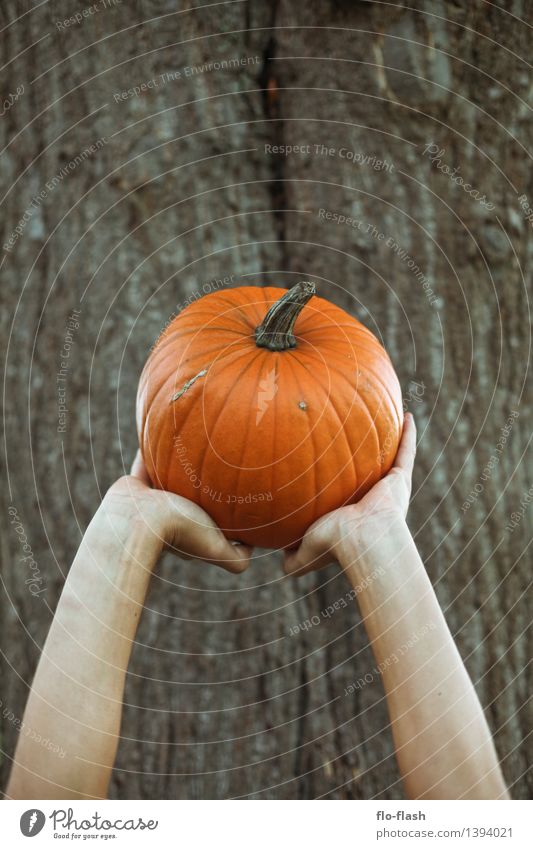 KÜR III Lebensmittel Gemüse Kürbis Bioprodukte Vegetarische Ernährung Feste & Feiern Erntedankfest Halloween Koch Kunst Skulptur Herbst Pflanze Nutzpflanze