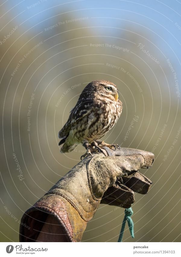 kleinkaliber Himmel Wald Tier Wildtier Vogel 1 außergewöhnlich Eulenvögel Kauz Sperlingskauz gefährlich Dieb Greifvogel sitzen beobachten Hand Handschuhe Leder