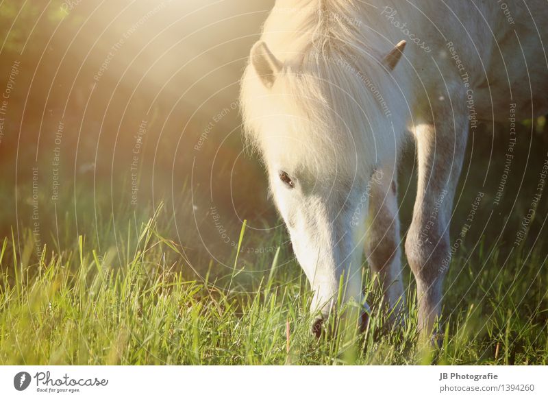 Sommerabend Reiten Sonnenaufgang Sonnenuntergang Sonnenlicht Schönes Wetter Wärme Gras Wiese Tier Haustier Nutztier Pferd Fell 1 gelb grün Leidenschaft