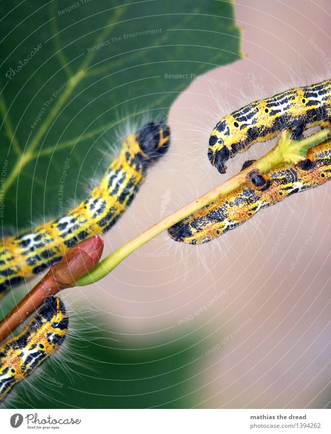 ÜBERBRÜCKEN Umwelt Natur Pflanze Blatt Tier Schmetterling 4 Essen Fressen krabbeln Raupe schwarz gelb Härchen Tierfuß Insekt Plage Parasit niedlich weich