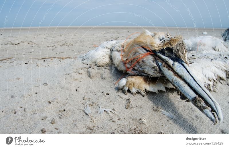 Ins Netz gegangen See Meer Spiekeroog Strand Ferien & Urlaub & Reisen Sommer Basstölpel Vogel Tier Tod Endstation gefangen Verzweiflung Umwelt dreckig Müll