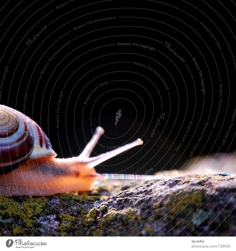 "Augen auf!" Gartenschnecke Stielauge Fühler krabbeln Licht Orientierung Neugier Tier Schnecke Ferien & Urlaub & Reisen Wege & Pfade Stein