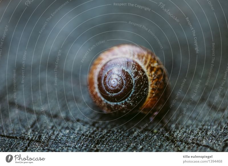 @ Garten schlechtes Wetter Baum Tier Schnecke 1 dunkel rund braun grau Einsamkeit kalt Schneckenhaus Domizil tierisch Reptil Unschärfe Farbfoto Außenaufnahme