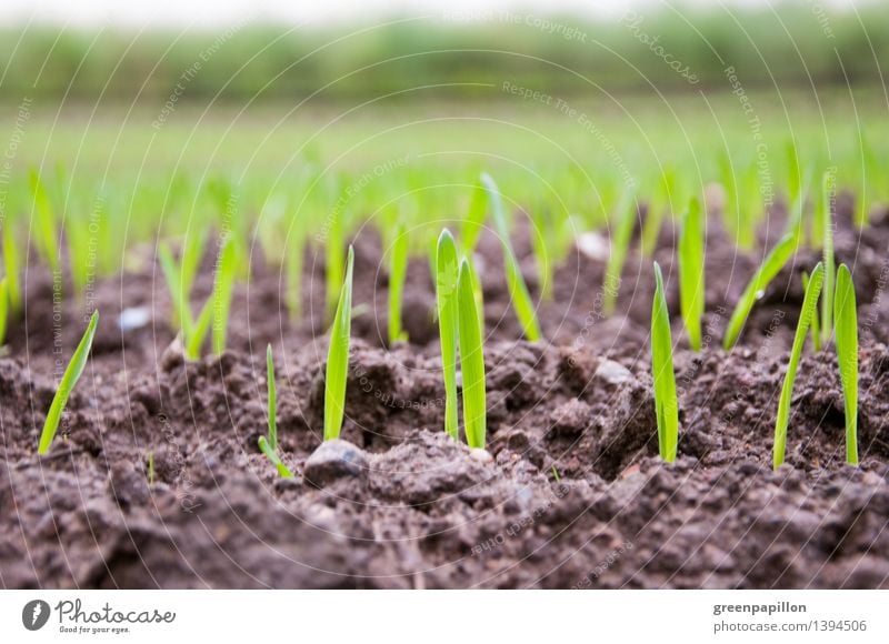 Wachstum Landwirtschaft Forstwirtschaft Natur Herbst Winter Pflanze Gras Nutzpflanze Roggen Roggenfeld Mehl Weizen Weizenfeld Winterroggen Winterweizen Feld