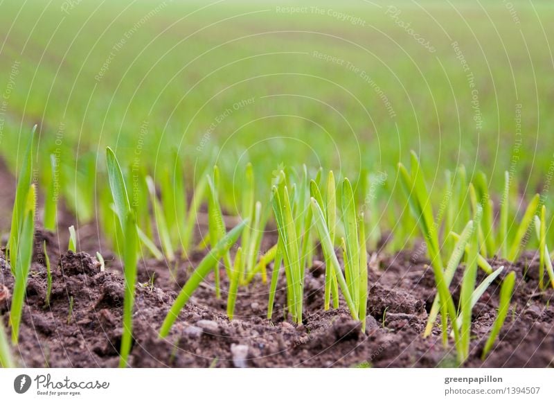 Wintergetreide - Wachstum Landwirtschaft Forstwirtschaft Natur Landschaft Herbst Pflanze Gras Nutzpflanze Feld Getreide Getreidefeld Roggen Roggenfeld Weizen