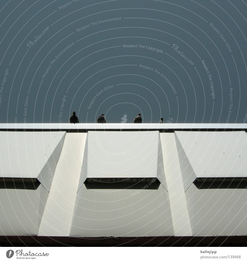 thomas d, hausmarke, andy y und smudo Haus Wand Taube Fassade Vogel Dach Flachdach Plattenbau Sommer Stadt Himmel kallejipp Architektur