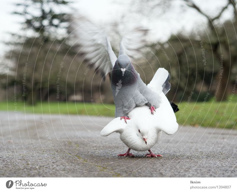 zwei Tauben Umwelt Natur Tier Vogel tiersex tierisch Sex Rangordnung Vögel unterordnen kämpfen Geschlecht geschlechterkampf Brunft Konflikt & Streit Aggression