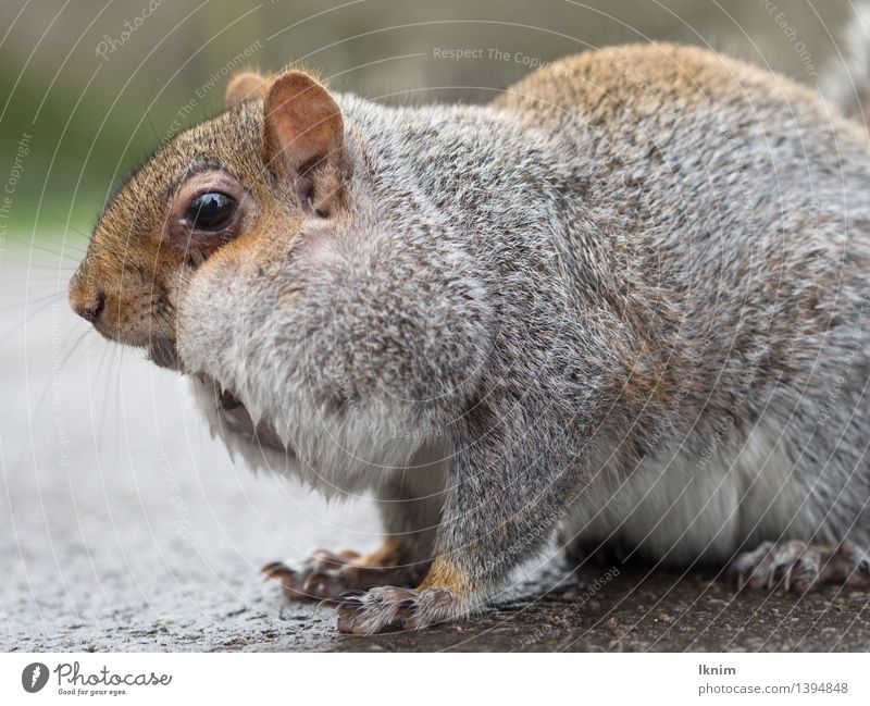 Eichhörnchen mit vollen Backen Umwelt Natur Tier Herbst Winter Fell eichkätzchen Nagetiere 1 braun grün Umweltschutz Essen Nahrungssuche essenssuche Suche