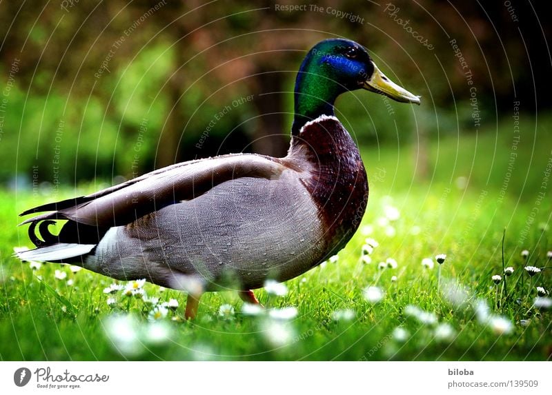 Entenmarsch Erpel Vogel watscheln Feder Wiese Frühling Frühlingsblume grün saftig Blume Gänseblümchen weiß Gefühle Wasservogel Amerika Stolz mehrfarbig