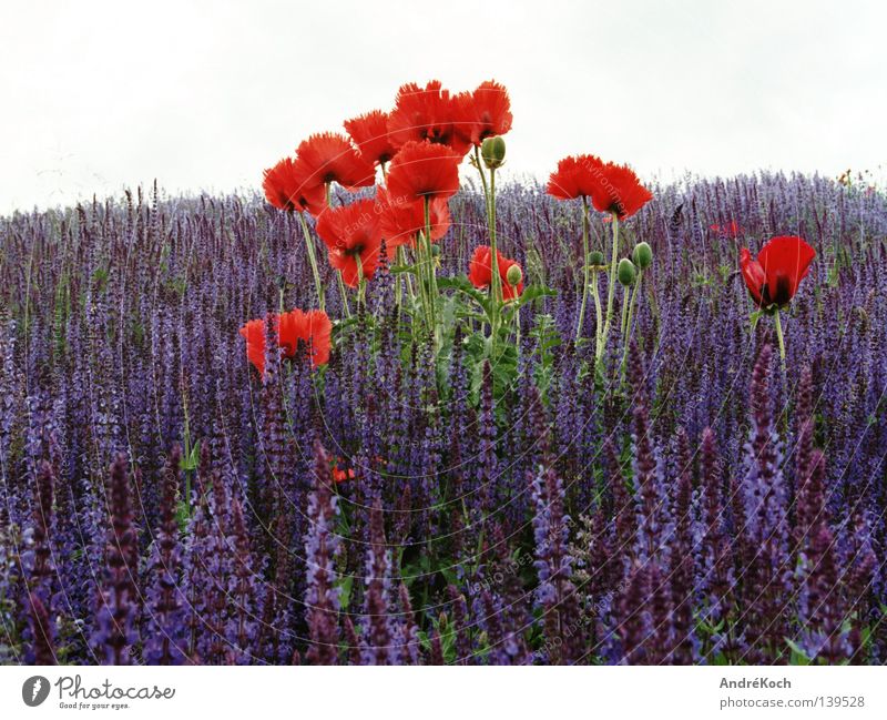 Mohn&Salbei Pflanze rot Farbenspiel Potsdam Blüte Taubnessel Lippenblüter Klatschmohn florale Kunst Natur Landschaft blau Naturfarben BUGA Flower Papaveracea