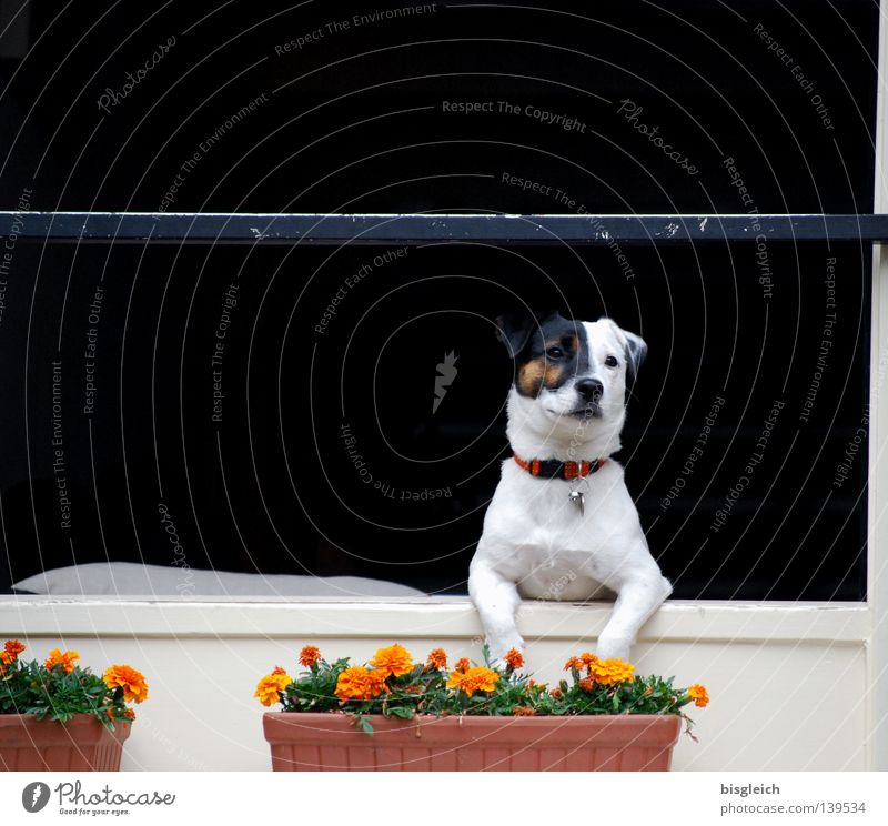 Fensterplatz Farbfoto Menschenleer Textfreiraum oben Freude Blume Hund 1 Tier warten schwarz weiß Sehnsucht Fernweh Konzentration Blumenkasten Säugetier