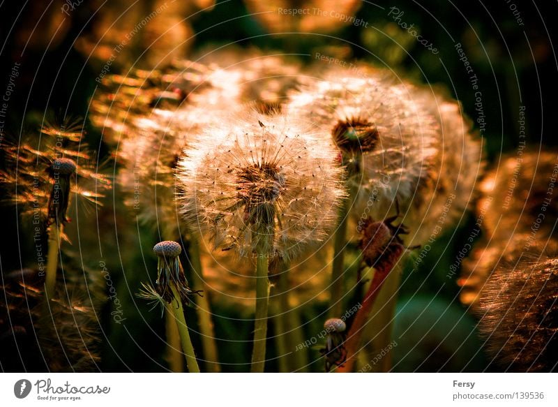 pusteblume Löwenzahn Sonnenuntergang Gegenlicht Natur Sommer gold Pflanze