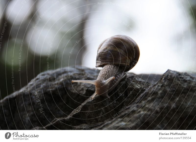 reise mit haus Schneckenhaus Haus Unschärfe langsam Zeitlupe Tier schleimig klein anstrengen tief Ecke Österreich Natur blind Gewicht Ferne steil Zoomeffekt