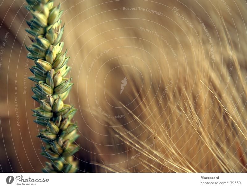 Nahrungsmittel Lebensmittel Getreide Ernährung Bioprodukte Vegetarische Ernährung Erntedankfest Landwirtschaft Forstwirtschaft Erde Schönes Wetter Wärme Feld