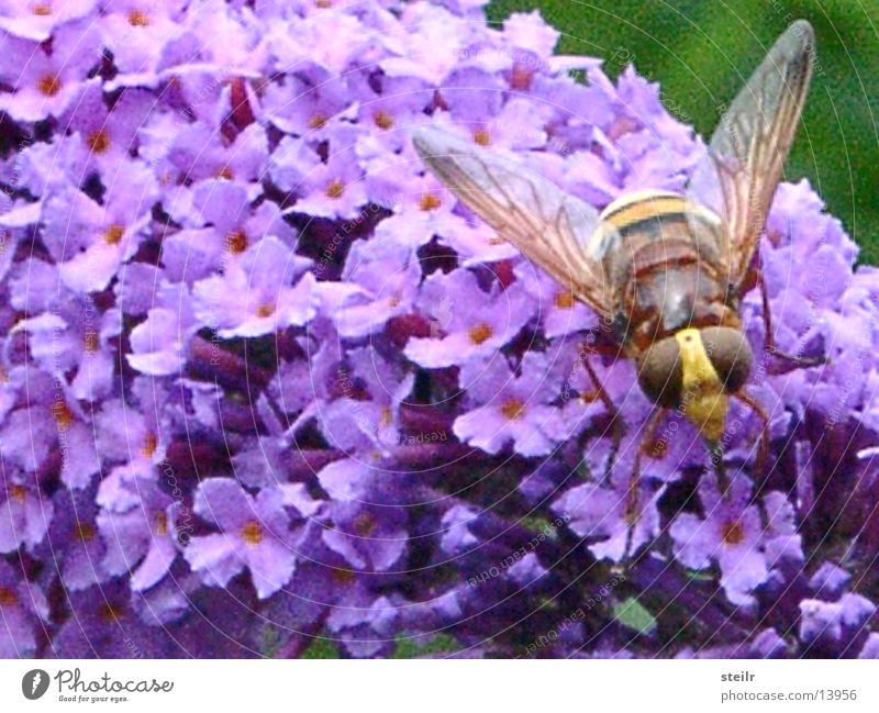 Macroshot fliegendes Viech im Ruhezustand Wespen Schwebfliege Fliederbusch Zoomeffekt Tier Insekt Blüte macro aufnahme