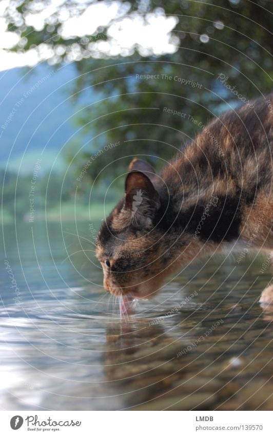 Haus-Puma an Wasserstelle Katze Tier Fell rot schwarz Muster mehrfarbig Silhouette kuschlig Tierliebe durstig trinken lutschen satt See Haustier Bart Barthaare