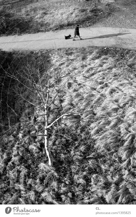 spaziergang Gesundheit Mensch maskulin Mann Erwachsene Leben 1 Umwelt Natur Landschaft Herbst Winter Schönes Wetter Baum Fußgänger Wege & Pfade Tier Haustier