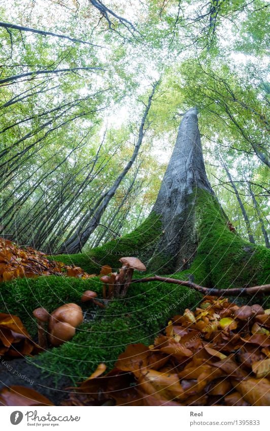 Baumwelten Natur Landschaft Urelemente Erde Sommer Herbst Pflanze Blatt Grünpflanze Wildpflanze Buche Moos Pilz Waldboden Blätterdach Baumkrone Buchenwald grün