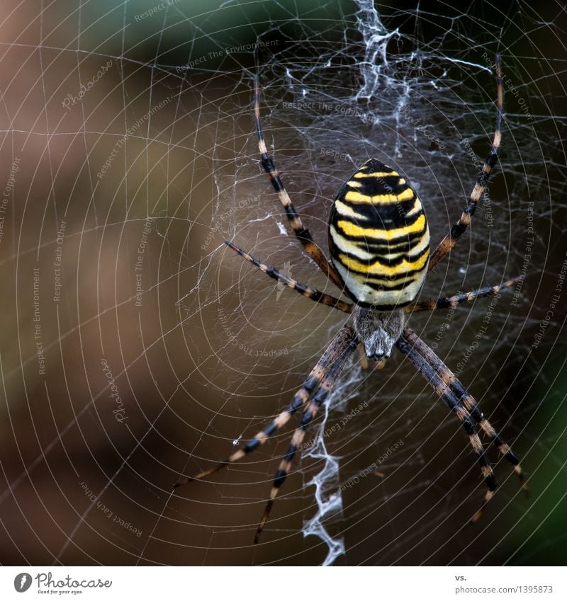 Ich glaub ich spinne. Landschaft Tier Luft Gras Sträucher Wiese Feld Wald Wildtier Spinne Wespenspinne 1 bauen Fressen Ekel natürlich gelb Hemmung Angst