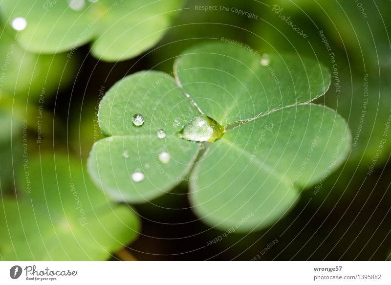 Tropfenfänger Natur Pflanze Wassertropfen Herbst Blatt Grünpflanze Kleeblatt Wald klein grün schwarz winzig Makroaufnahme Glücksklee Waldboden Farbfoto