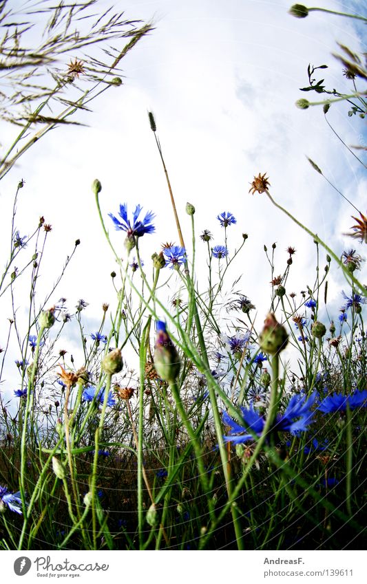 Bett im Kornfeld Kornblume Feld Sommer Blüte Weitwinkel Froschperspektive Erholung Wiese Blühend blau Fischauge bett im kornfeld Natur