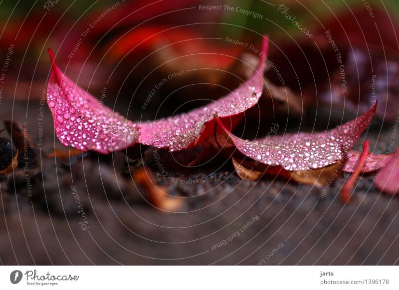 verregnet Wassertropfen Herbst Pflanze Blatt liegen glänzend nass natürlich rot Natur Regen Farbfoto Außenaufnahme Nahaufnahme Detailaufnahme Makroaufnahme