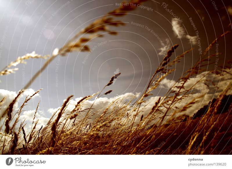 Sommer atmen ländlich Landwirtschaft Landleben Wiese Feld grün Luft Licht Schwung Brise Gras Gedanke schön Wolken schwingen Halm Gefühle Amerika Leben Weide