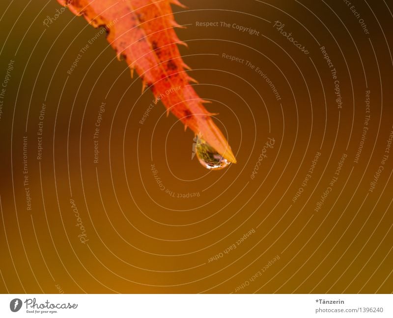 Tropfen Natur Pflanze Wassertropfen Herbst schlechtes Wetter Regen Blatt frisch positiv schön weich gelb orange Vorsicht Gelassenheit geduldig ruhig Farbfoto