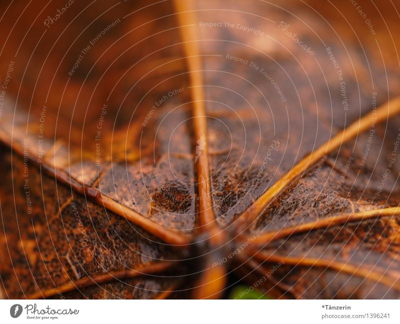 Herbstblatt Natur Pflanze Wasser schlechtes Wetter Regen Blatt nass natürlich braun Farbfoto Gedeckte Farben Außenaufnahme Makroaufnahme Menschenleer Tag