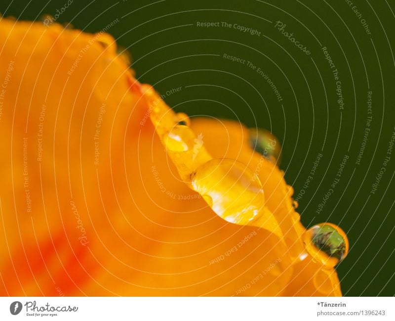 Kapuzinerkresse III Umwelt Natur Pflanze Wassertropfen Sonne Sommer Herbst Regen Blume Blüte Garten ästhetisch frisch schön natürlich gelb orange achtsam ruhig