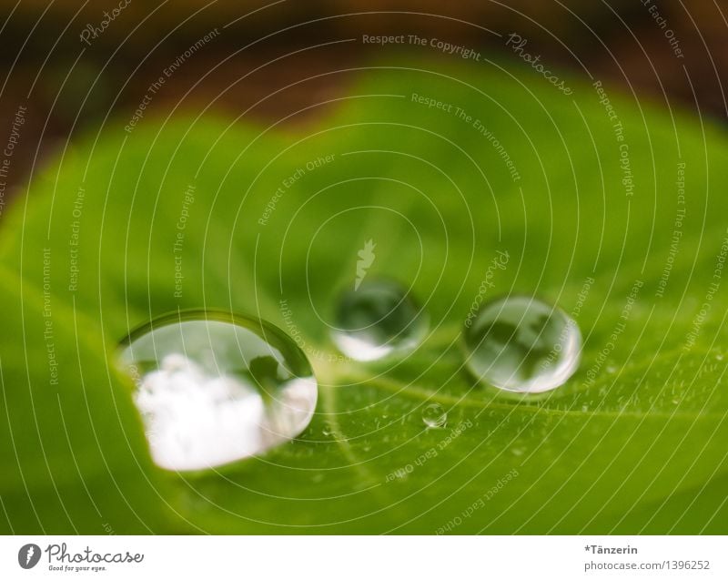 Wasservorrat II Natur Pflanze Herbst Regen Blatt ästhetisch frisch nass natürlich schön grün Farbfoto Gedeckte Farben Außenaufnahme Makroaufnahme Menschenleer