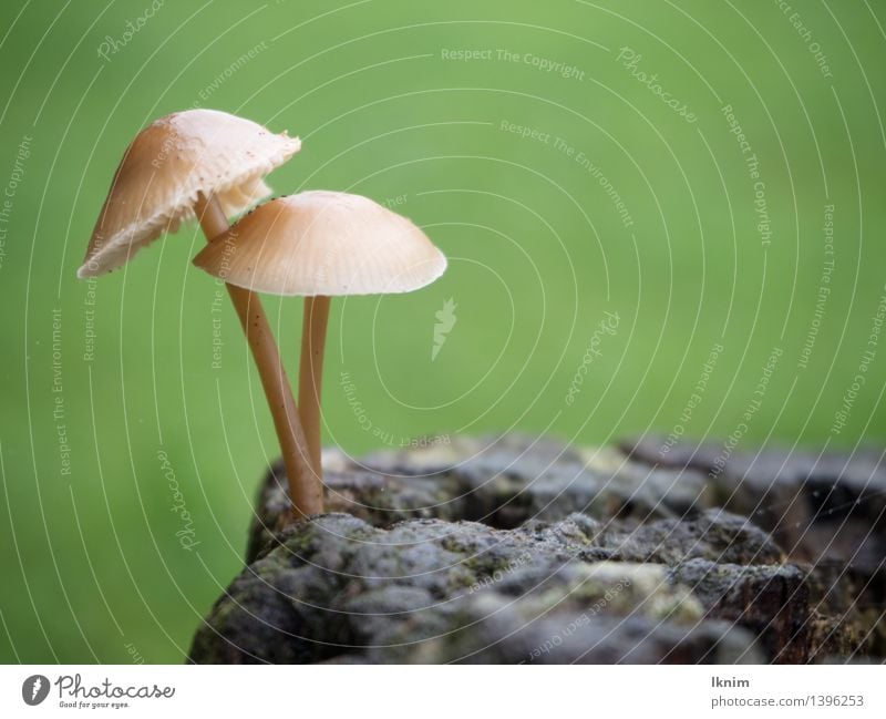 einsame Liebe Natur Pflanze Herbst Pilz waldpilz nass grün Treue Umwelt herbstlich pilzwelt klein Zusammensein Umarmen Baumpilz herbstpilz Farbfoto