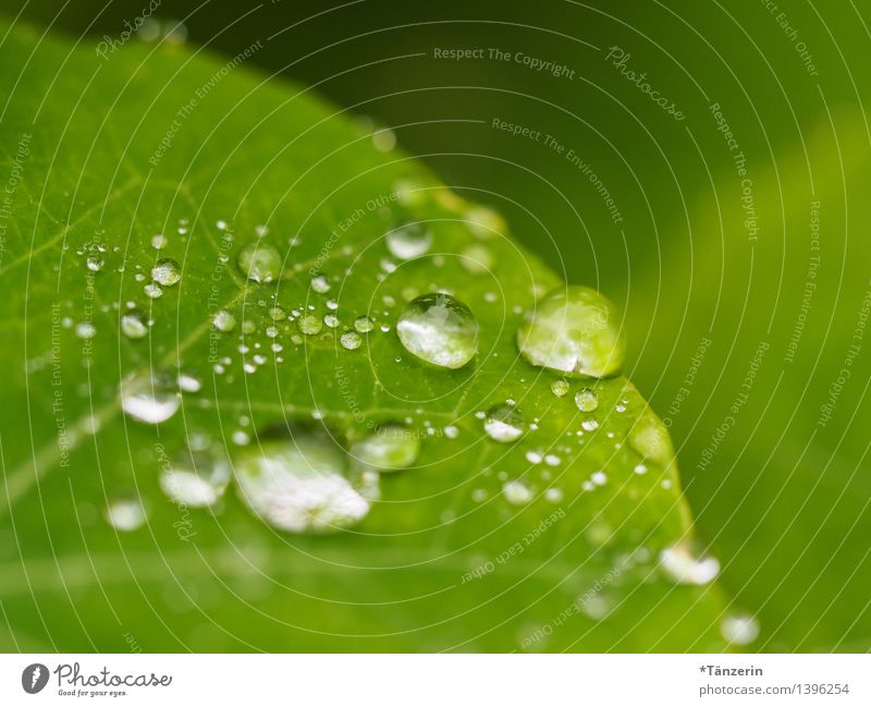 Wasservorrat Natur Pflanze Wassertropfen Herbst schlechtes Wetter Regen Blume Blatt frisch nass natürlich schön grün Farbfoto Gedeckte Farben Außenaufnahme