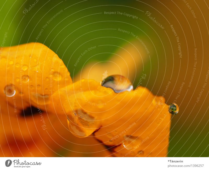 Kapuzinerkresse II Natur Pflanze Wassertropfen Sonne Sommer Herbst Schönes Wetter Regen Blume Blüte ästhetisch frisch Gesundheit positiv schön gelb grün