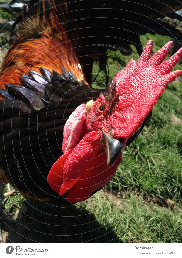 Wer ist hier der Hahn im Haus? Tier Huhn 1 Aggression bedrohlich frech hühner Stall Farbfoto Blick