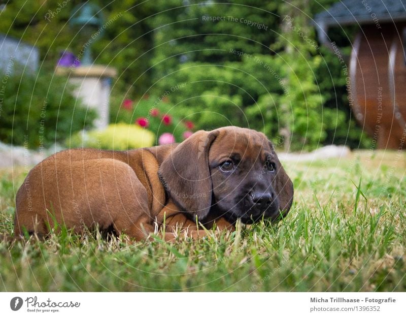 Ausruhen Natur Garten Tier Haustier Hund Tiergesicht Fell 1 Tierjunges Erholung liegen schlafen Wachstum Freundlichkeit klein natürlich niedlich braun