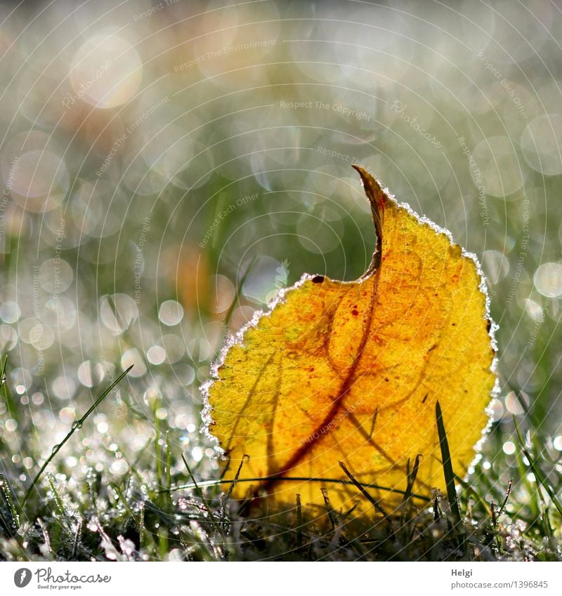 Raureif... Umwelt Natur Pflanze Herbst Schönes Wetter Eis Frost Gras Blatt Garten frieren glänzend leuchten liegen ästhetisch außergewöhnlich einzigartig kalt